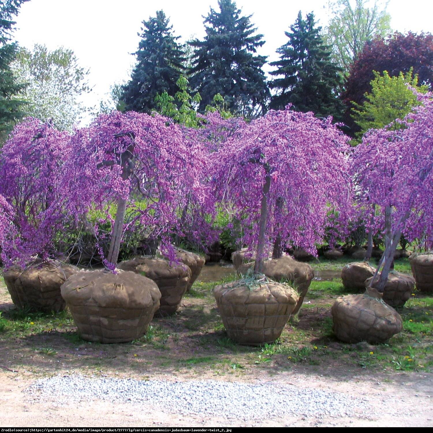 Judaszowiec kanadyjski Lavender Twist - PRZEWISAJĄCY, MROZOODPORNY - Cercis canadensis Lavender Twist