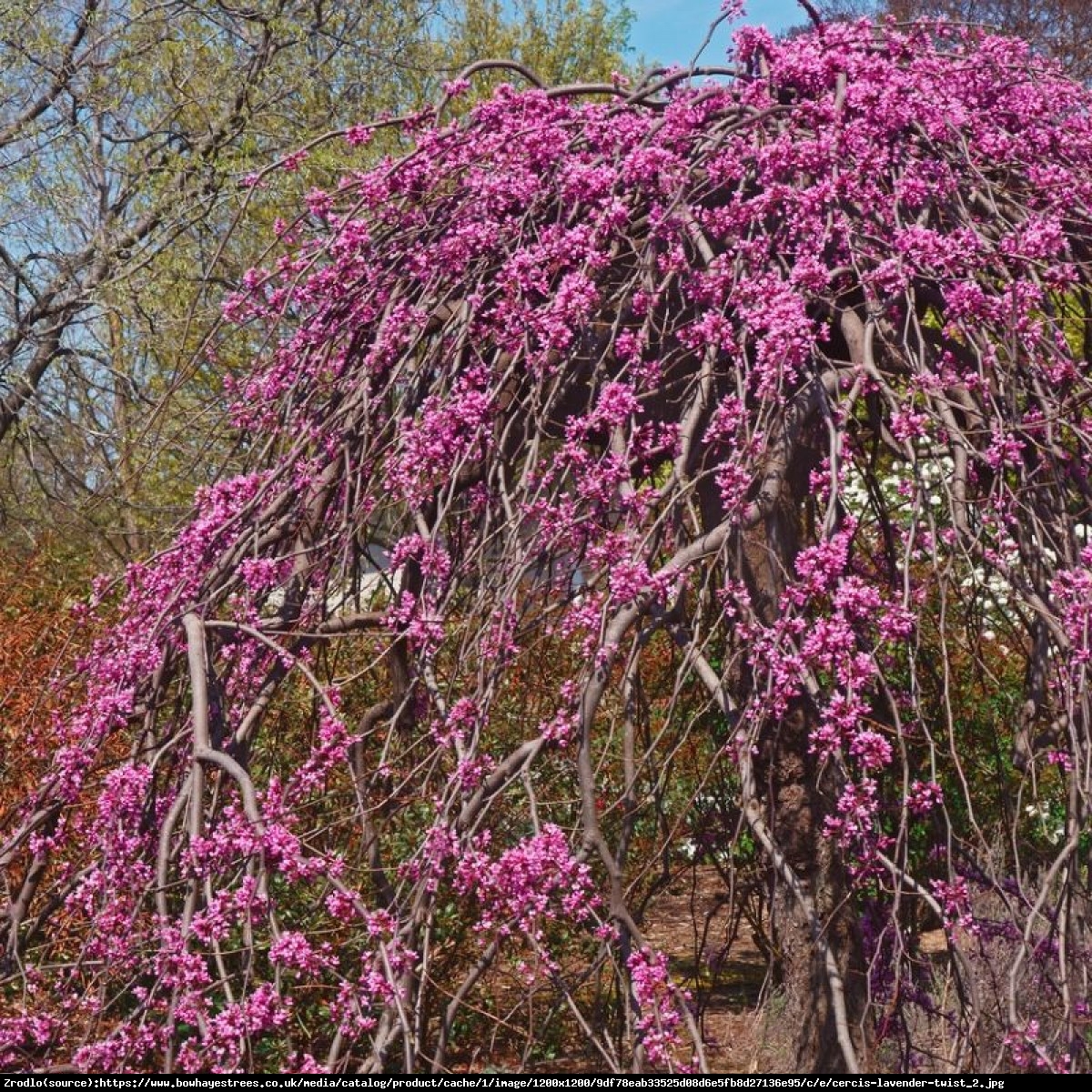 Judaszowiec kanadyjski Lavender Twist - PRZEWISAJĄCY, MROZOODPORNY - Cercis canadensis Lavender Twist