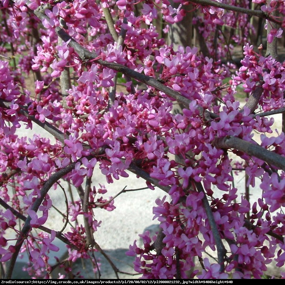 Judaszowiec kanadyjski Lavender Twist - PRZEWISAJĄCY, MROZOODPORNY - Cercis canadensis Lavender Twist