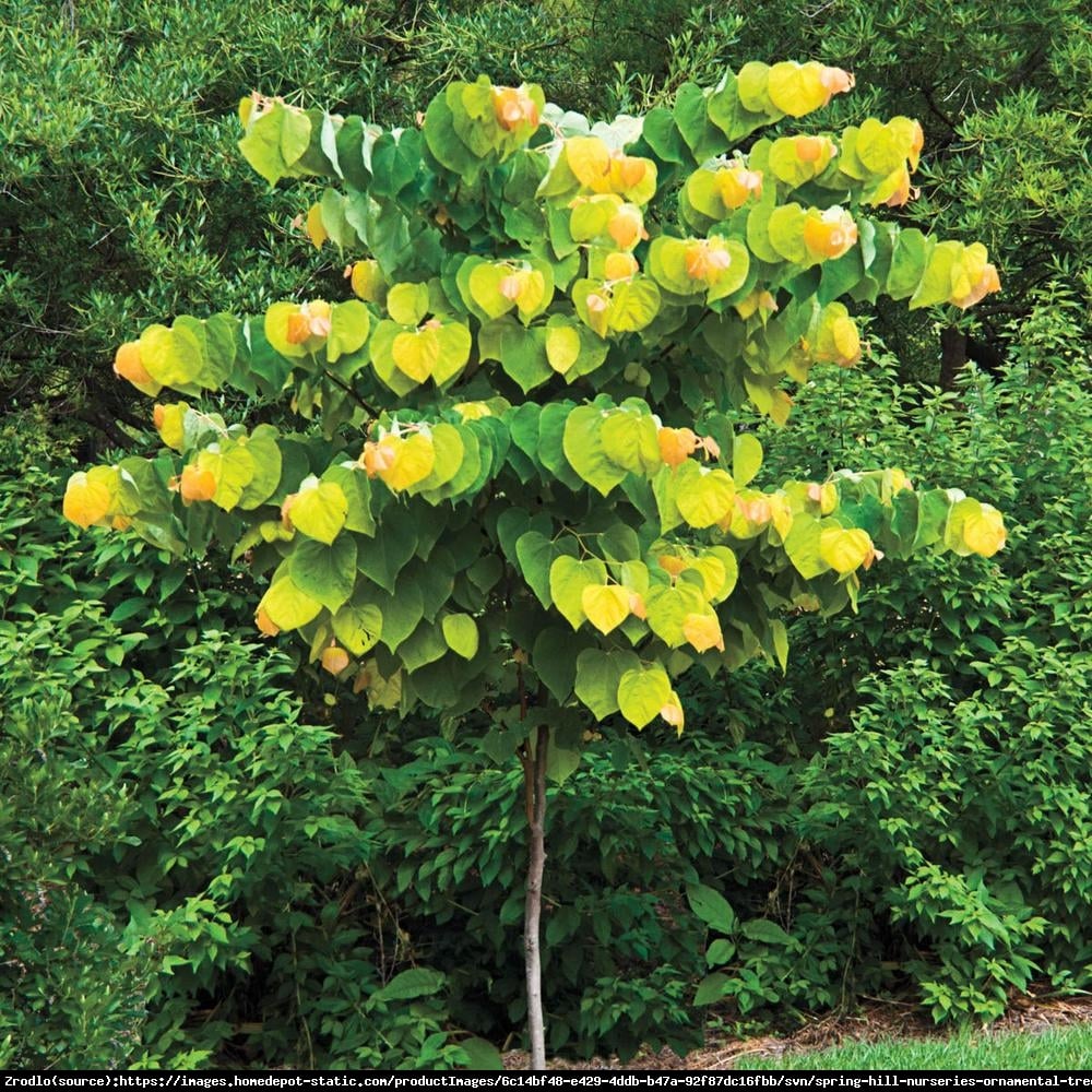 Judaszowiec kanadyjski The Rising Sun - SREBRNY MEDALISTA, POMARAŃCZOWY LIŚĆ - Cercis canadensis The Rising Sun