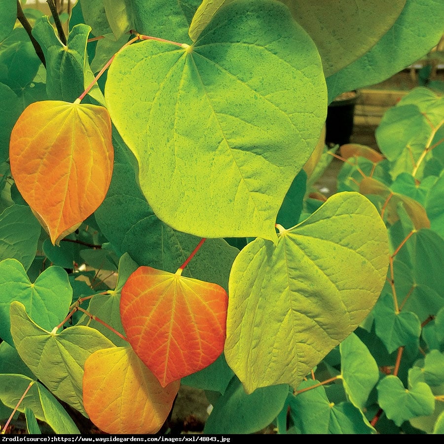 Judaszowiec kanadyjski The Rising Sun - SREBRNY MEDALISTA, POMARAŃCZOWY LIŚĆ - Cercis canadensis The Rising Sun