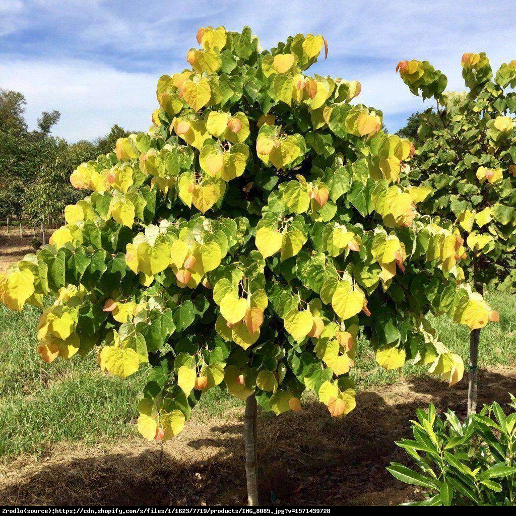 Judaszowiec kanadyjski The Rising Sun - SREBRNY MEDALISTA, POMARAŃCZOWY LIŚĆ - Cercis canadensis The Rising Sun