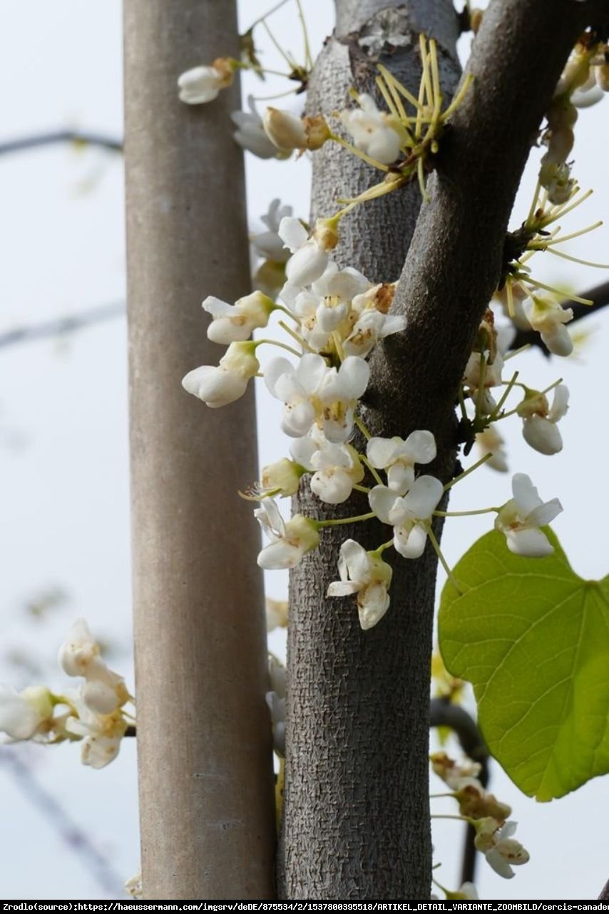 Judaszowiec kanadyjski Vanilla Twist - BIAŁE KWIATY, PRZEWISAJĄCY - Cercis canadensis Vanilla Twist