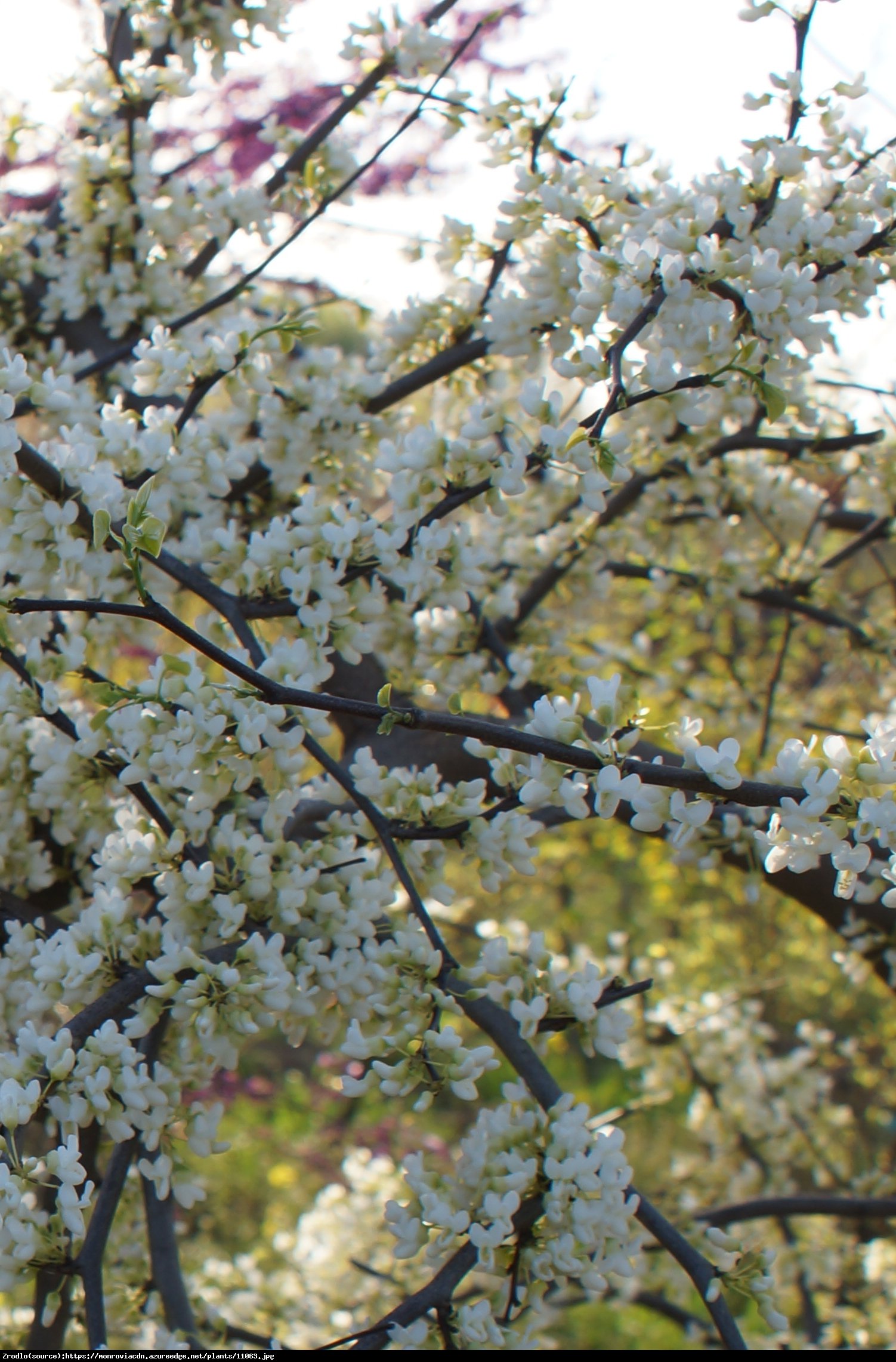 Judaszowiec kanadyjski Vanilla Twist - BIAŁE KWIATY, PRZEWISAJĄCY - Cercis canadensis Vanilla Twist