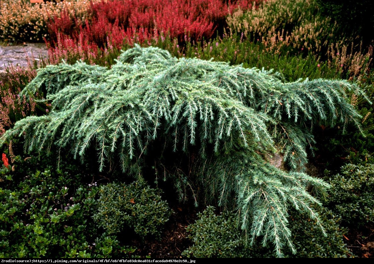 Cedr himalajski Feelin Blue - Cedrus deodara Feelin Blue