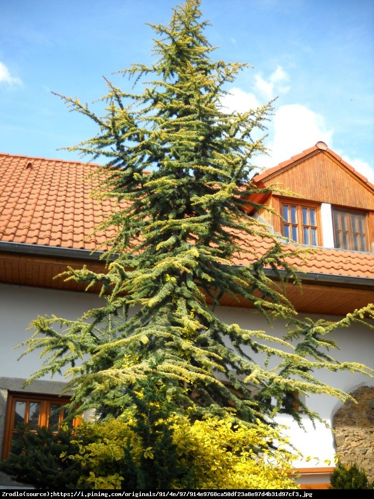 Cedr libański Atlantica Aurea - Cedrus libanii Atlantica Aurea