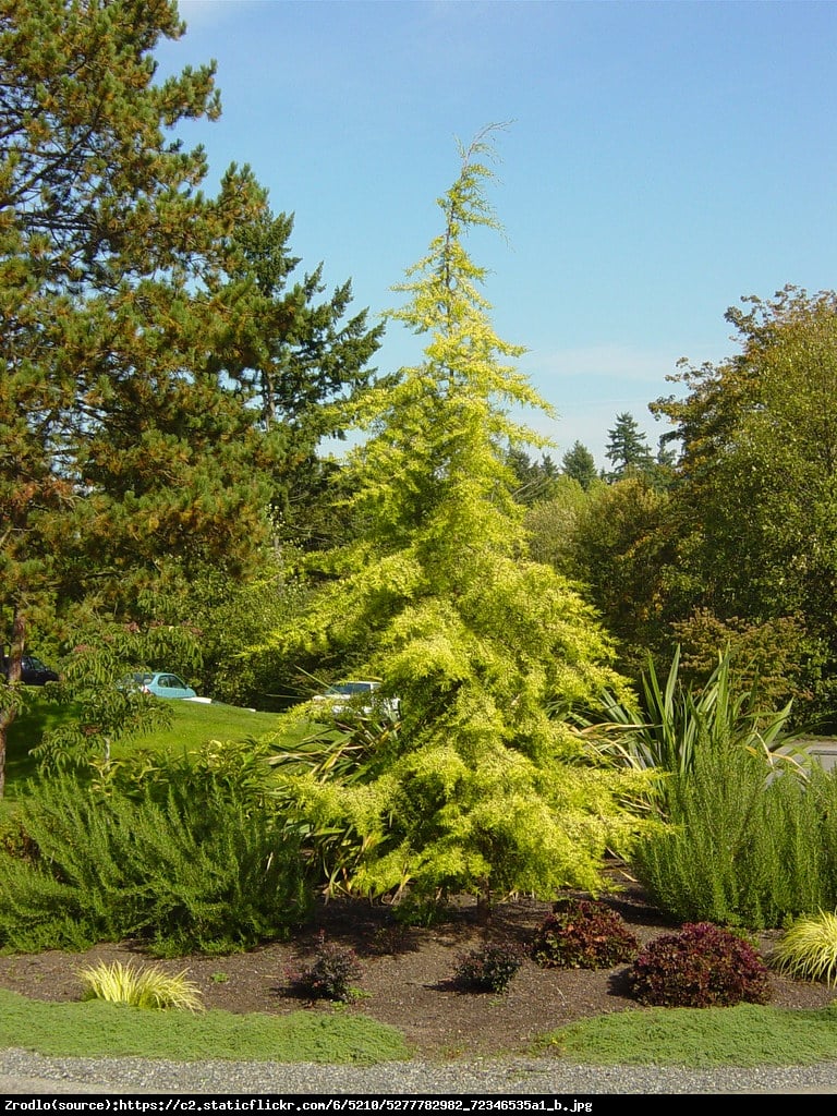 Cedr himalajski Aurea - Cedrus deodara Aurea