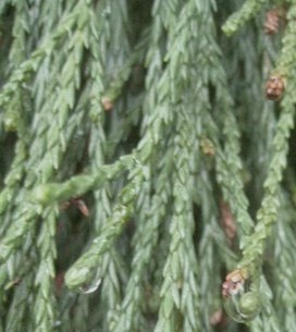 Mamutowiec olbrzymi (sekwoja olbrzymia) Pendulum - Sequoiadendron giganteum Pendulum