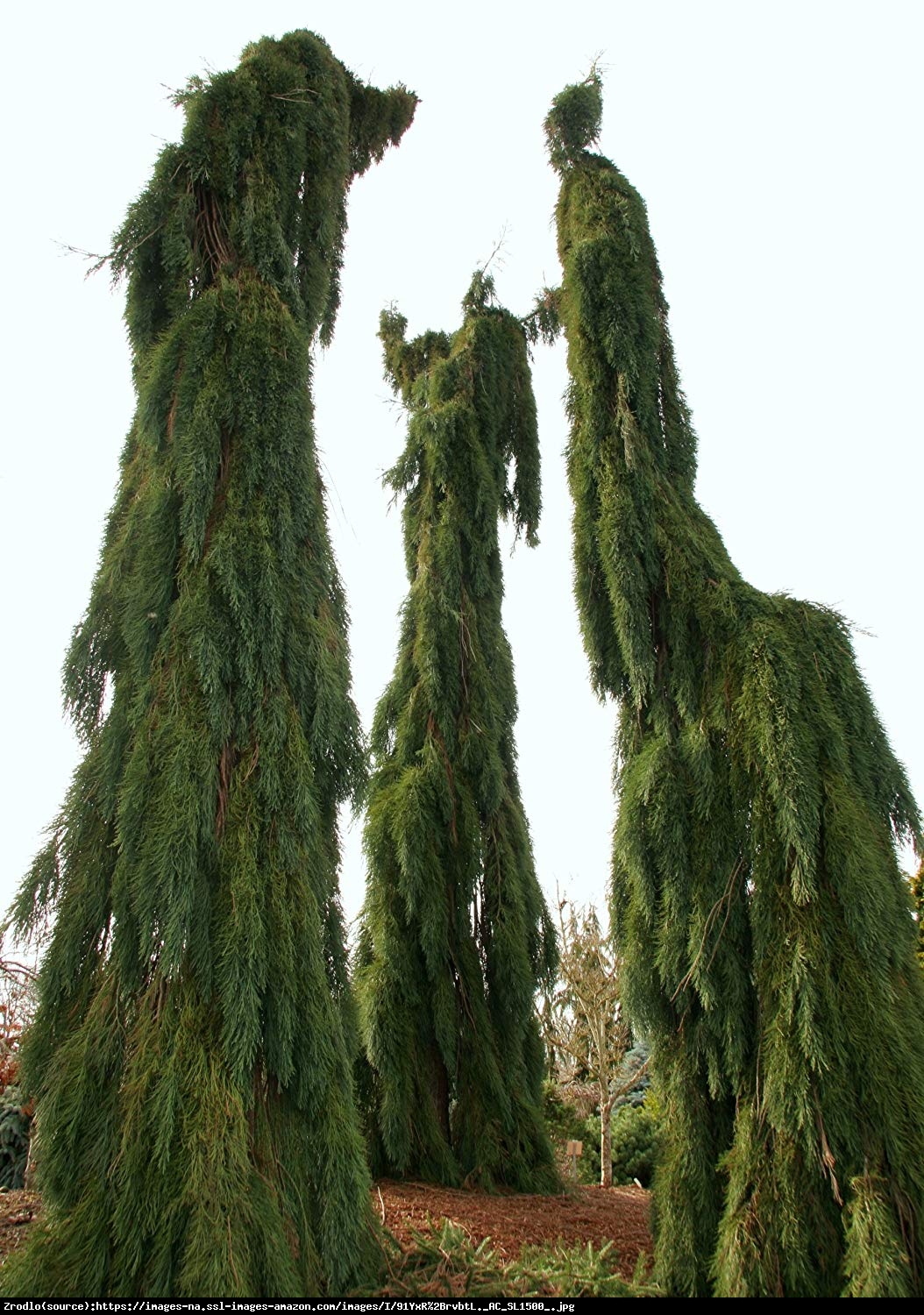 Mamutowiec olbrzymi (sekwoja olbrzymia) Pendulum - Sequoiadendron giganteum Pendulum