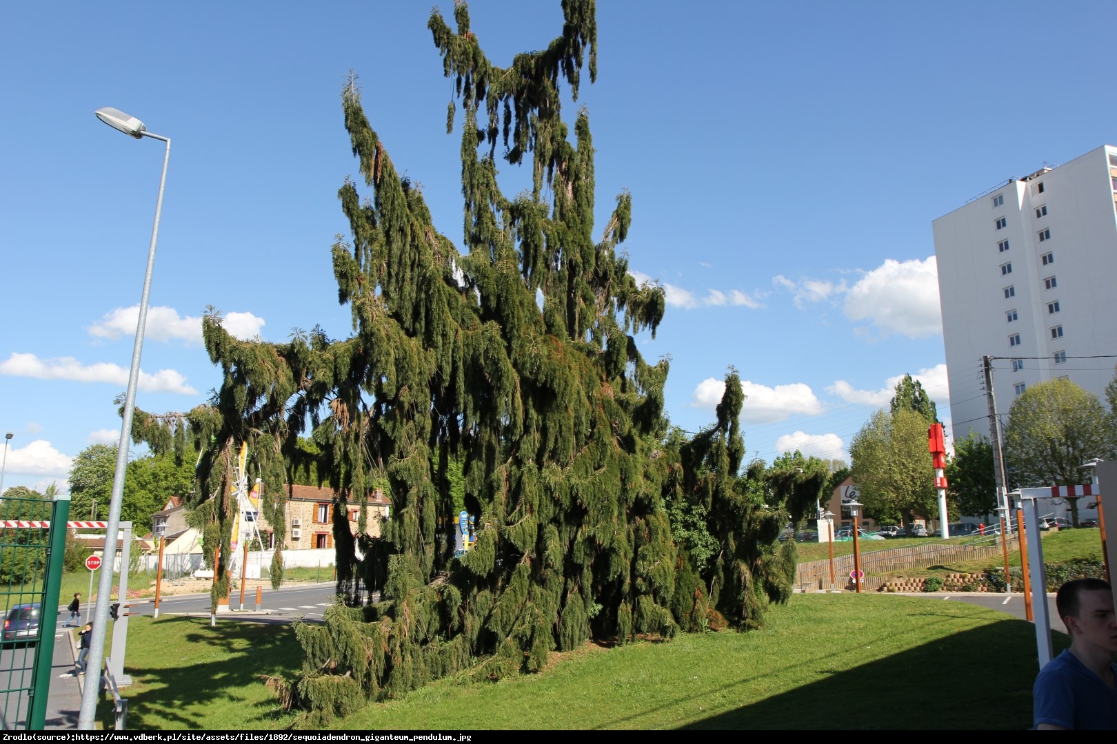 Mamutowiec olbrzymi (sekwoja olbrzymia) Pendulum - Sequoiadendron giganteum Pendulum