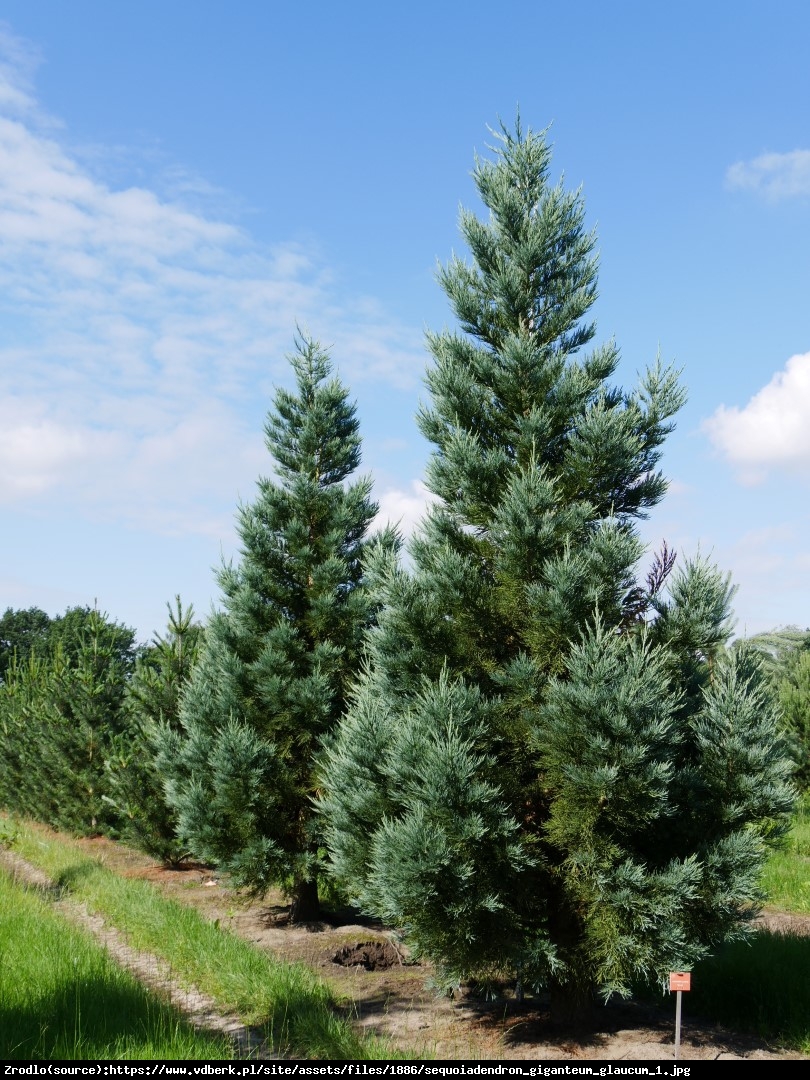 Mamutowiec olbrzymi (sekwoja olbrzymia) Glaucum - Sequoiadendron giganteum Glaucum