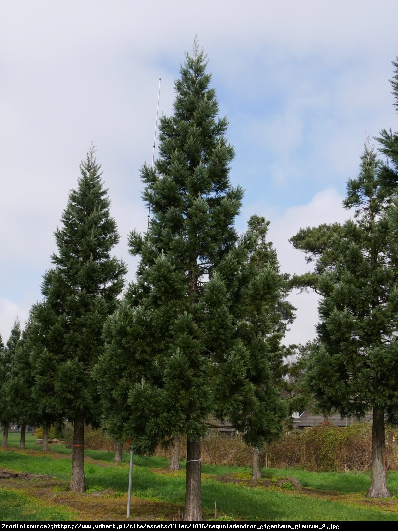 Mamutowiec olbrzymi (sekwoja olbrzymia) Glaucum - Sequoiadendron giganteum Glaucum