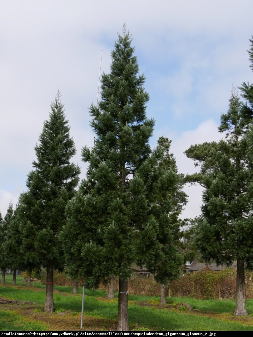 Mamutowiec olbrzymi (sekwoja olbrzymia) Glaucum - Sequoiadendron giganteum Glaucum