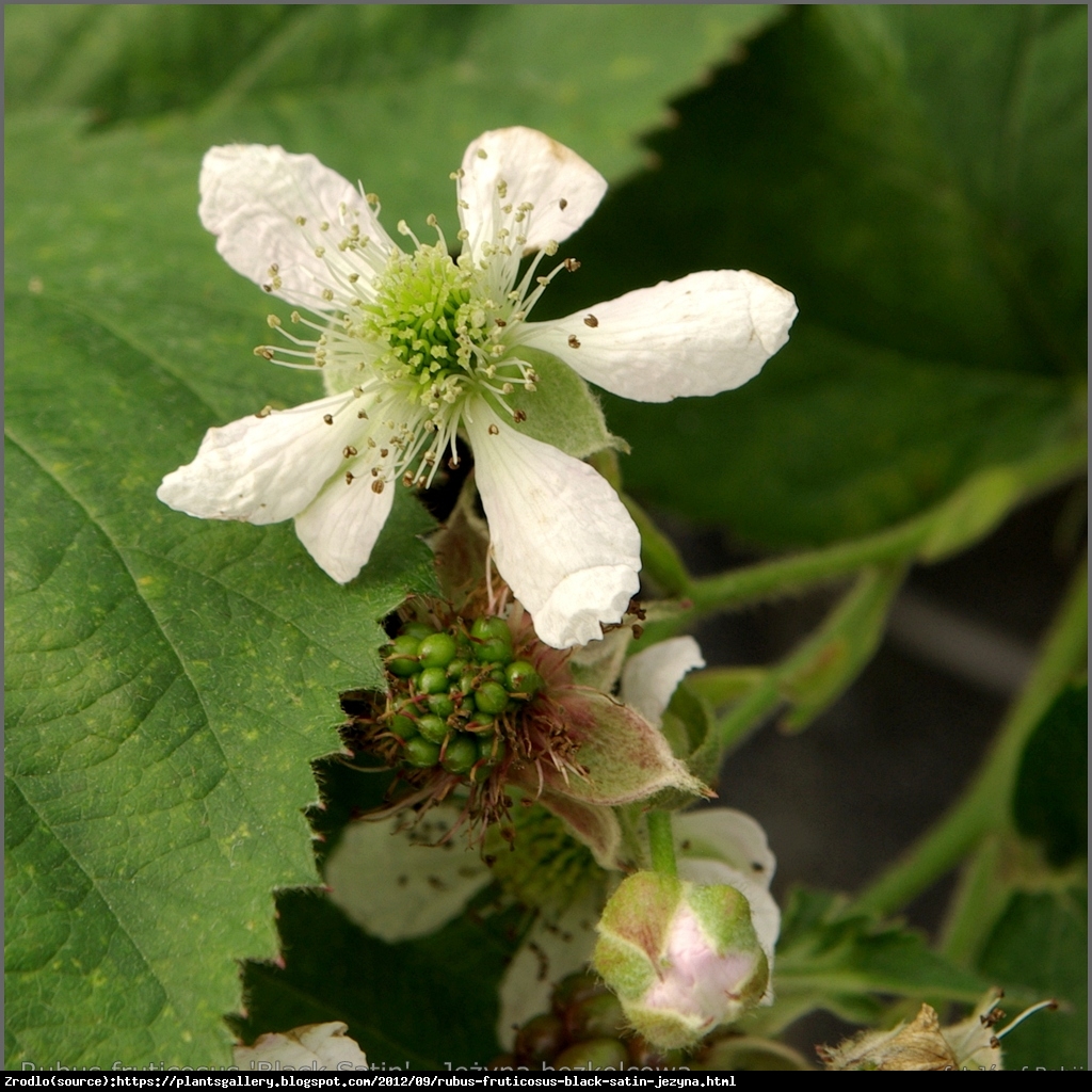 Jeżyna bezkolcowa Black Satin - Rubus fruticosa  Black Satin