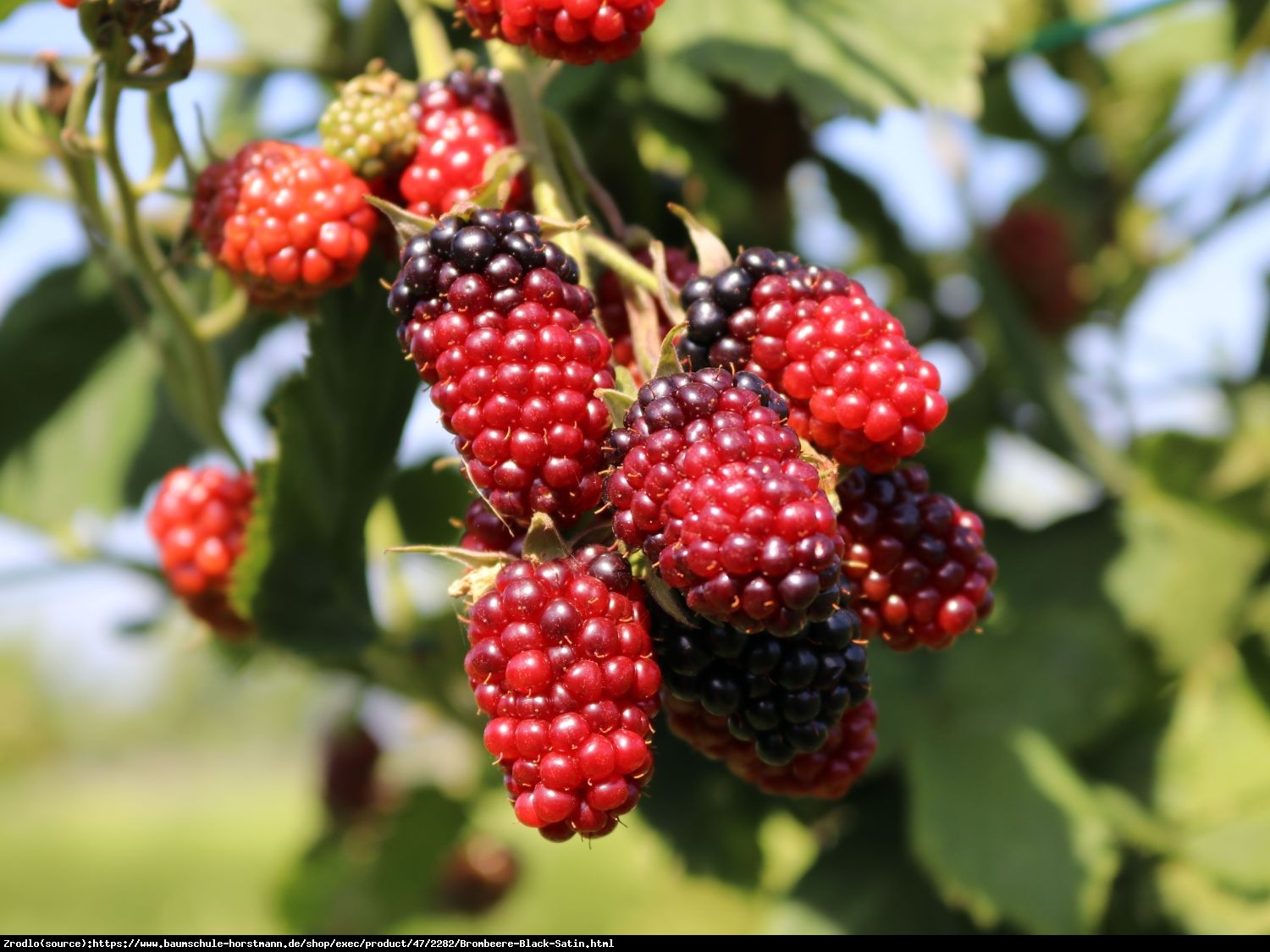 Jeżyna bezkolcowa Black Satin - Rubus fruticosa  Black Satin