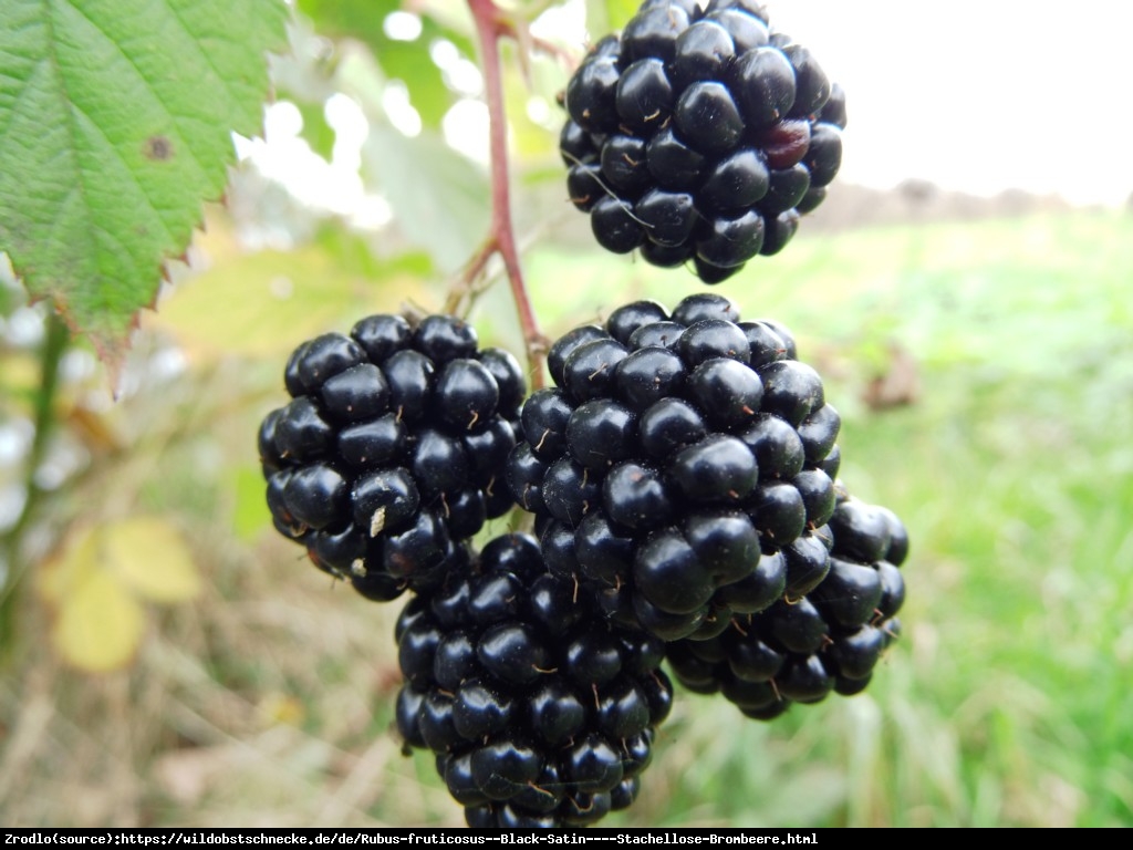 Jeżyna bezkolcowa Black Satin - Rubus fruticosa  Black Satin