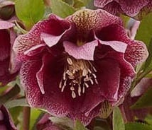 Ciemiernik wschodni Double Ellen Red - Helleborus orientalis Double Ellen Red