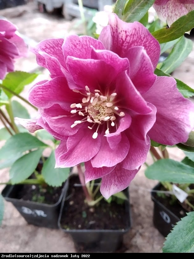 Ciemiernik wschodni Double Ellen Red - Helleborus orientalis Double Ellen Red