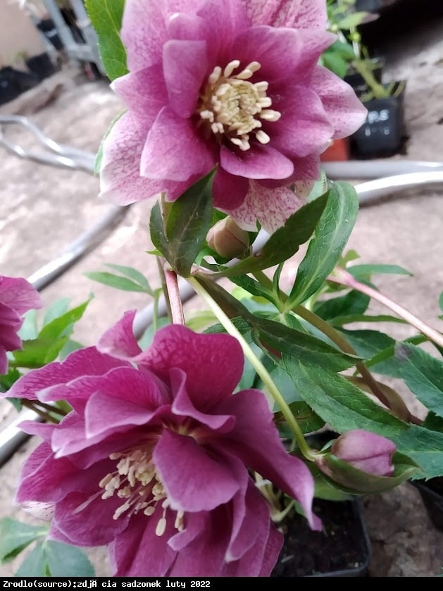 Ciemiernik wschodni Double Ellen Red - Helleborus orientalis Double Ellen Red