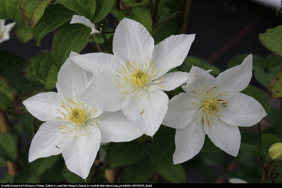 Powojnik Destiny - Clematis Destiny