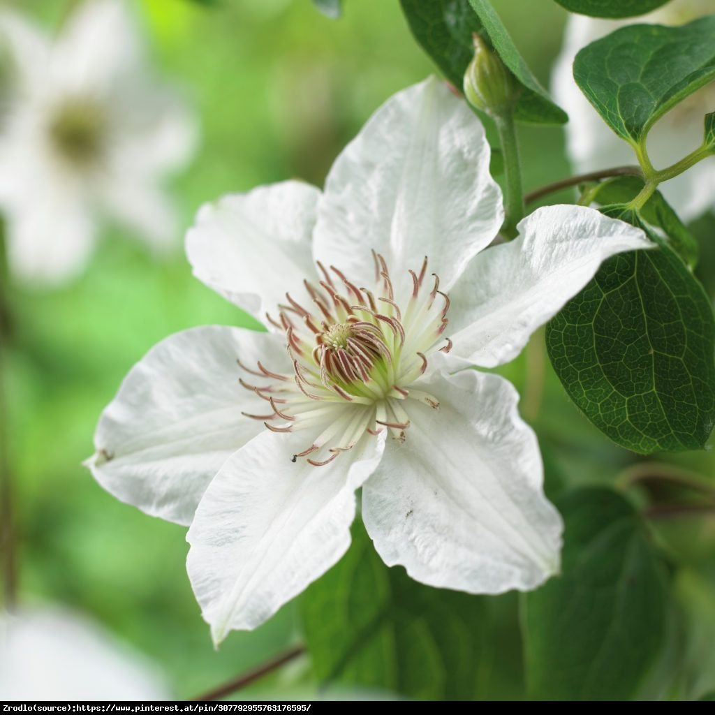 Powojnik Destiny - Clematis Destiny