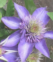 Powojnik Multi Blue - Clematis Multi Blue