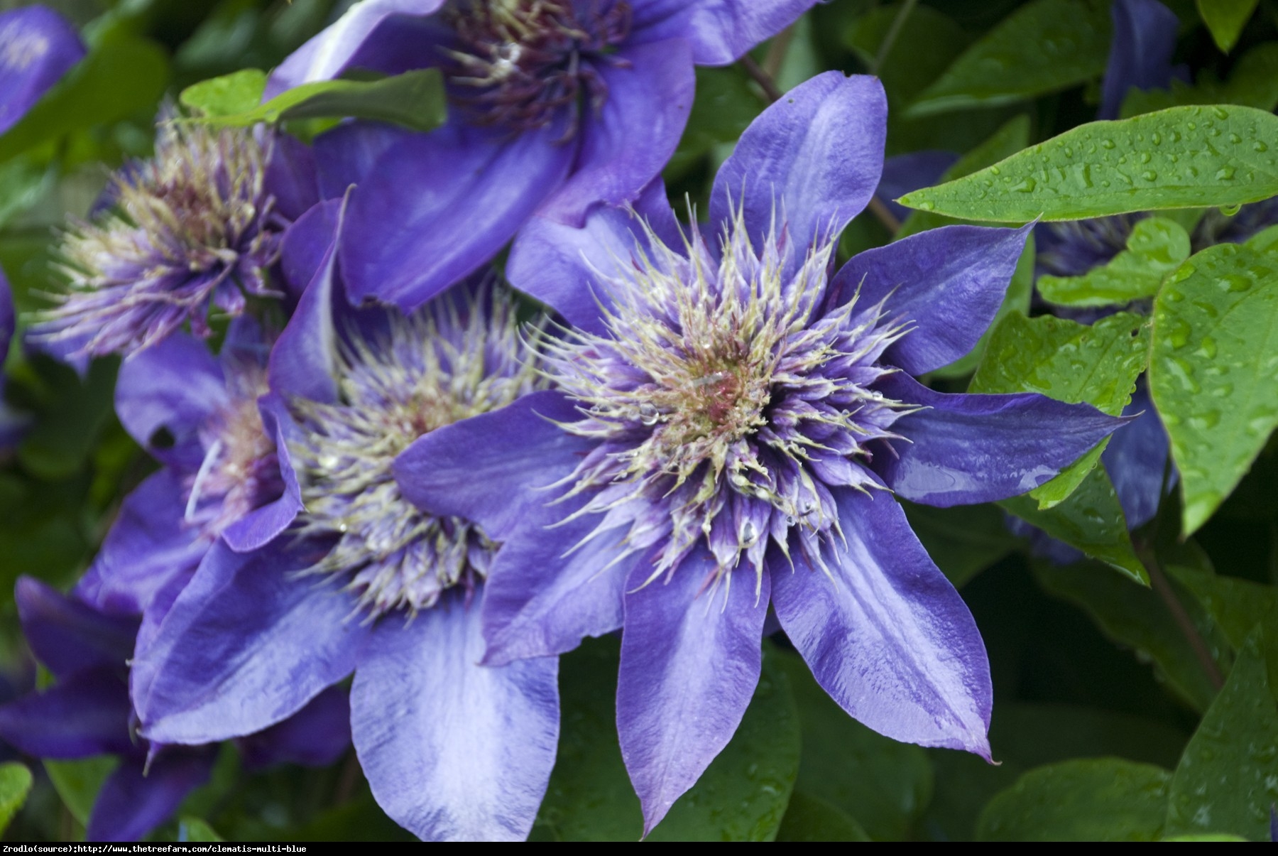 Powojnik Multi Blue - Clematis Multi Blue