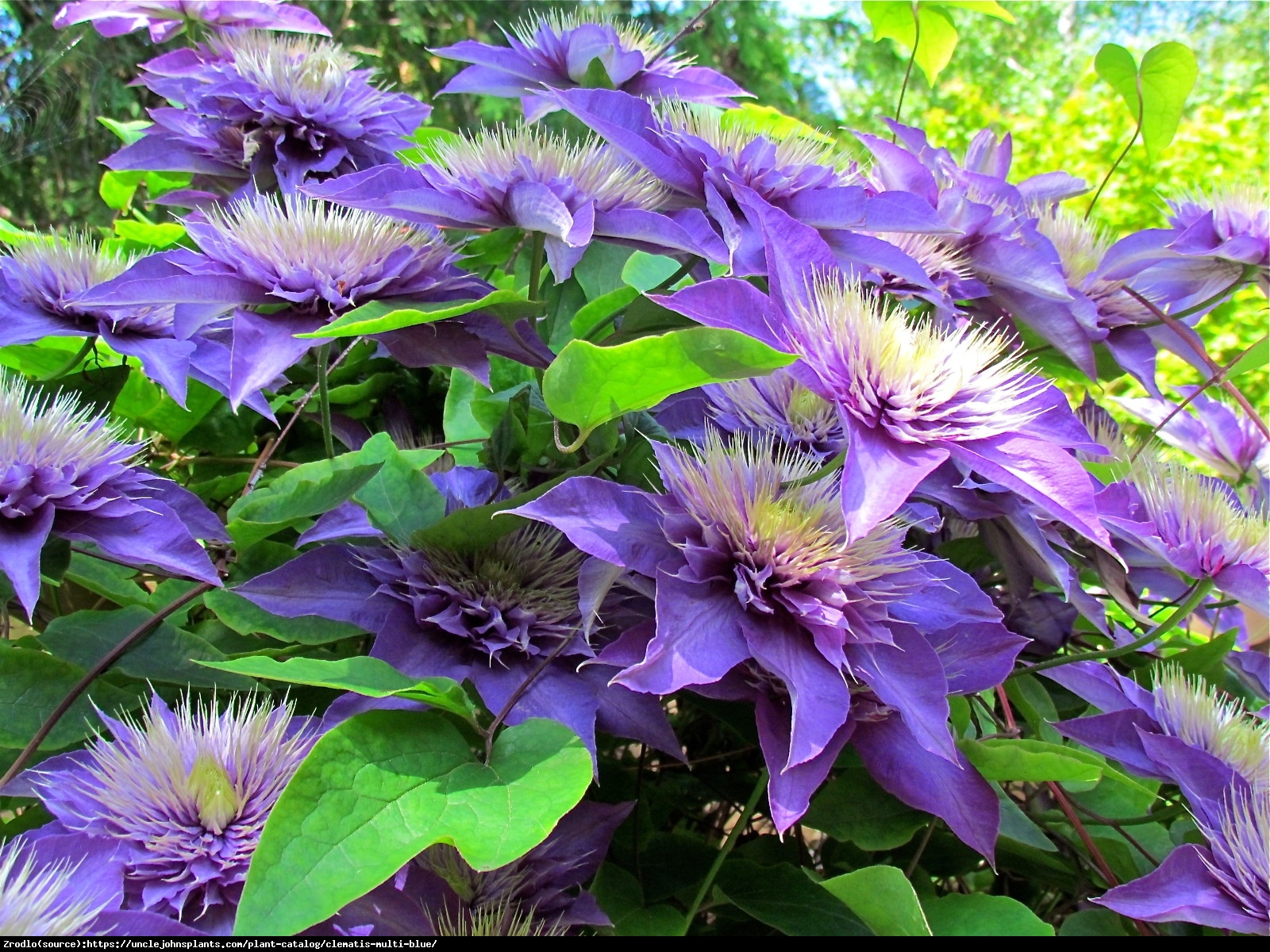 Powojnik Multi Blue - Clematis Multi Blue