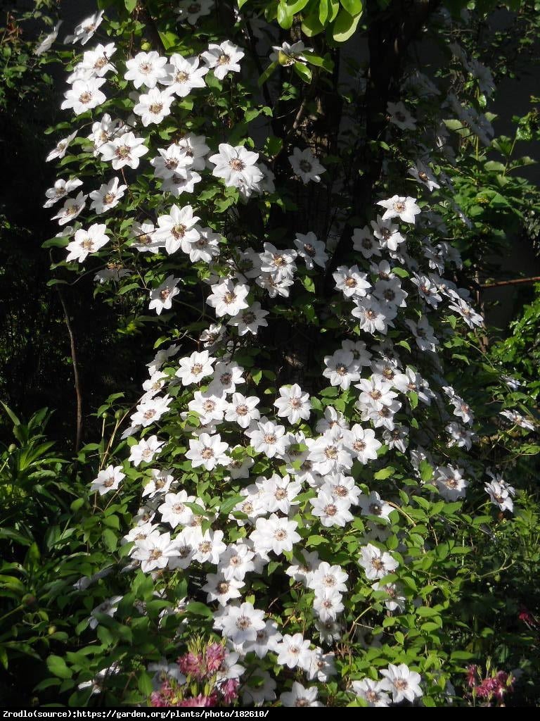 Powojnik Miss Bateman - Clematis Miss Bateman