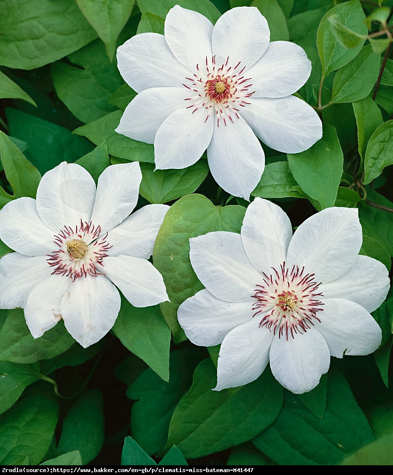 Powojnik Miss Bateman - Clematis Miss Bateman