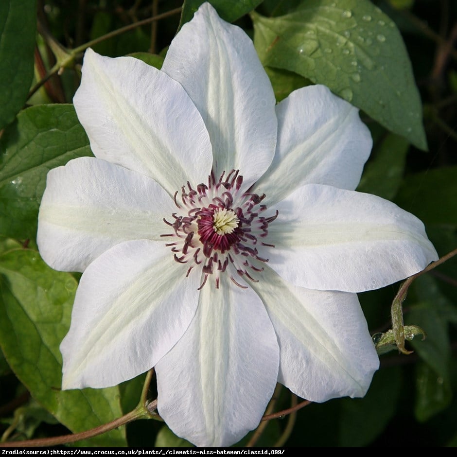 Powojnik Miss Bateman - Clematis Miss Bateman