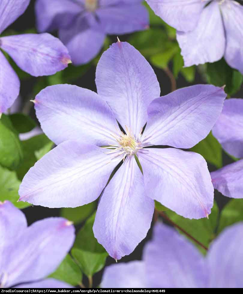 Powojnik Mrs Cholmondeley - Clematis Mrs Cholmondeley