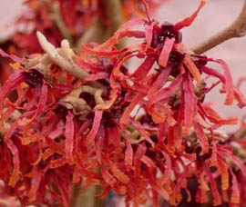 Oczar pośredni Diane - Hamamelis  intermedia Diane