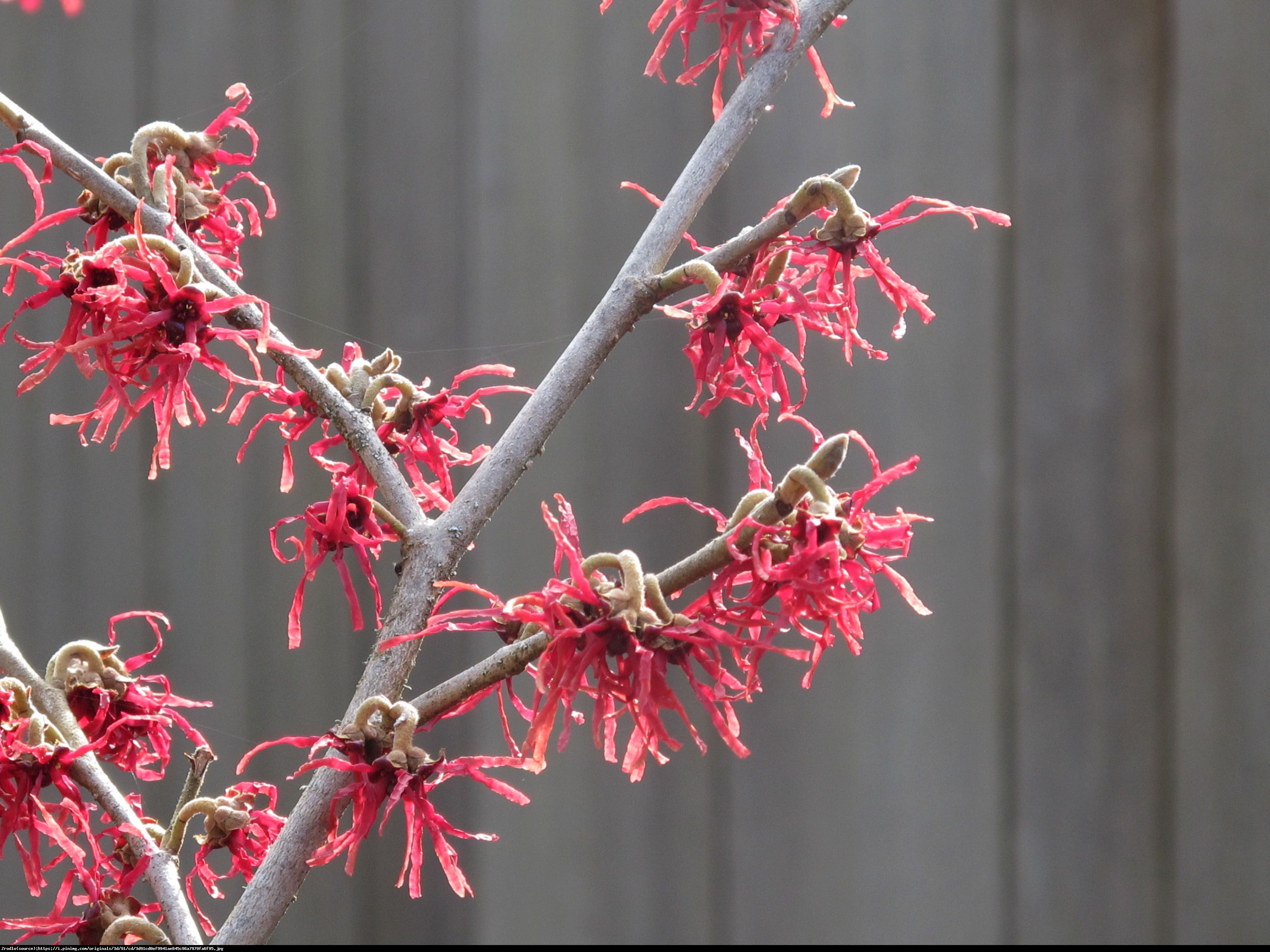 Oczar pośredni Diane - Hamamelis  intermedia Diane