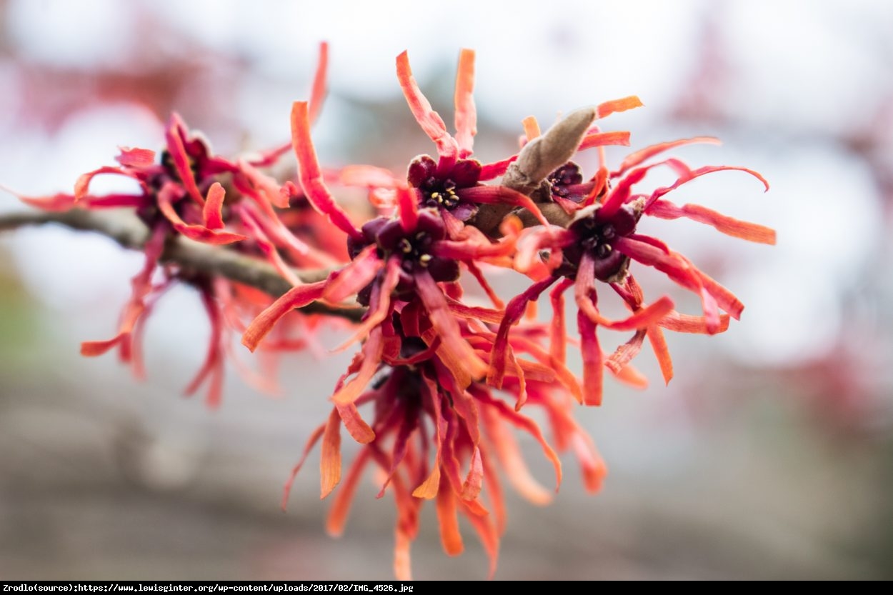 Oczar pośredni Diane - Hamamelis  intermedia Diane