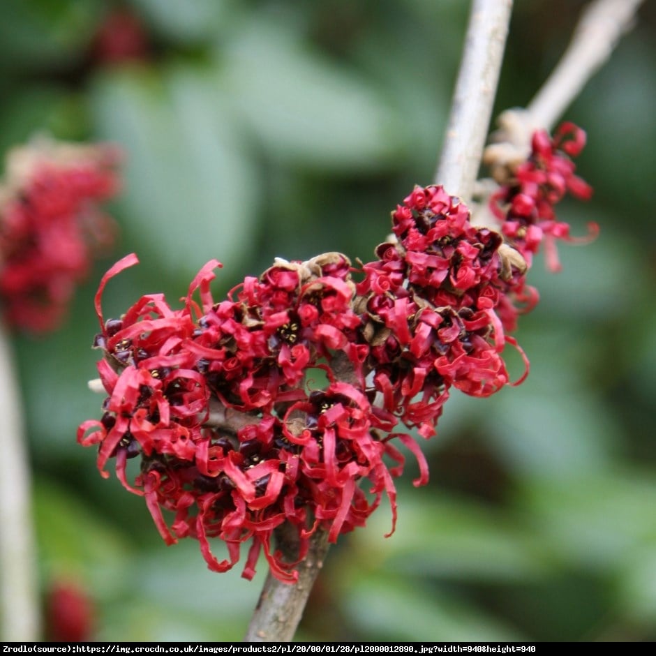 Oczar pośredni Diane - Hamamelis  intermedia Diane