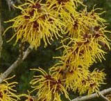 Oczar pośredni Barmstedts Gold - Hamamelis intermedia Barmstedts Gold