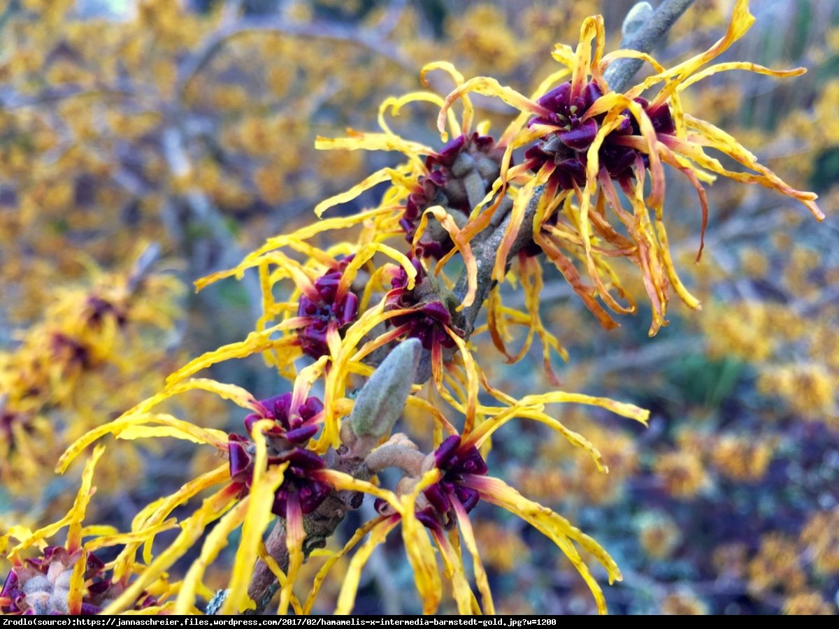 Oczar pośredni Barmstedts Gold - Hamamelis intermedia Barmstedts Gold