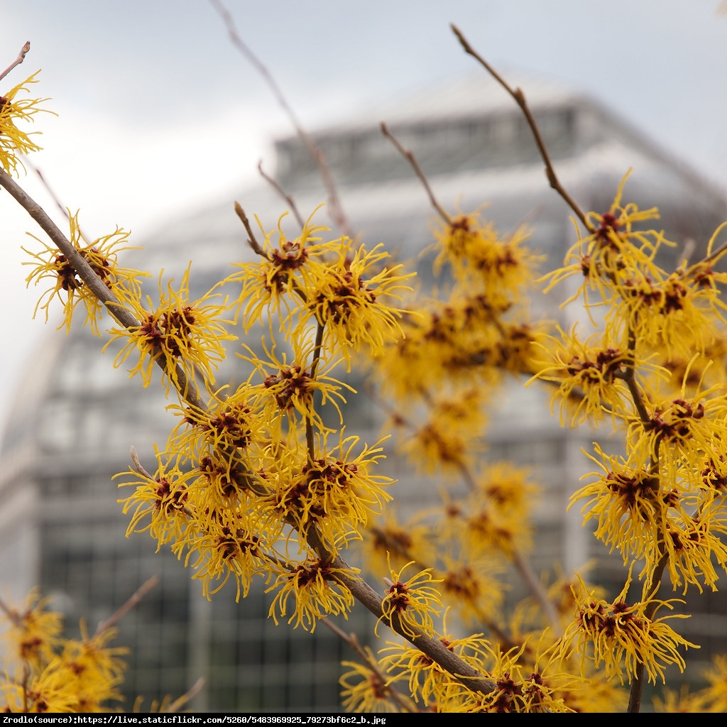 Oczar pośredni Barmstedts Gold - Hamamelis intermedia Barmstedts Gold