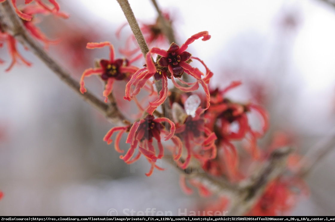 Oczar pośredni Feuerzauber - Hamamelis intermedia Feuerzauber