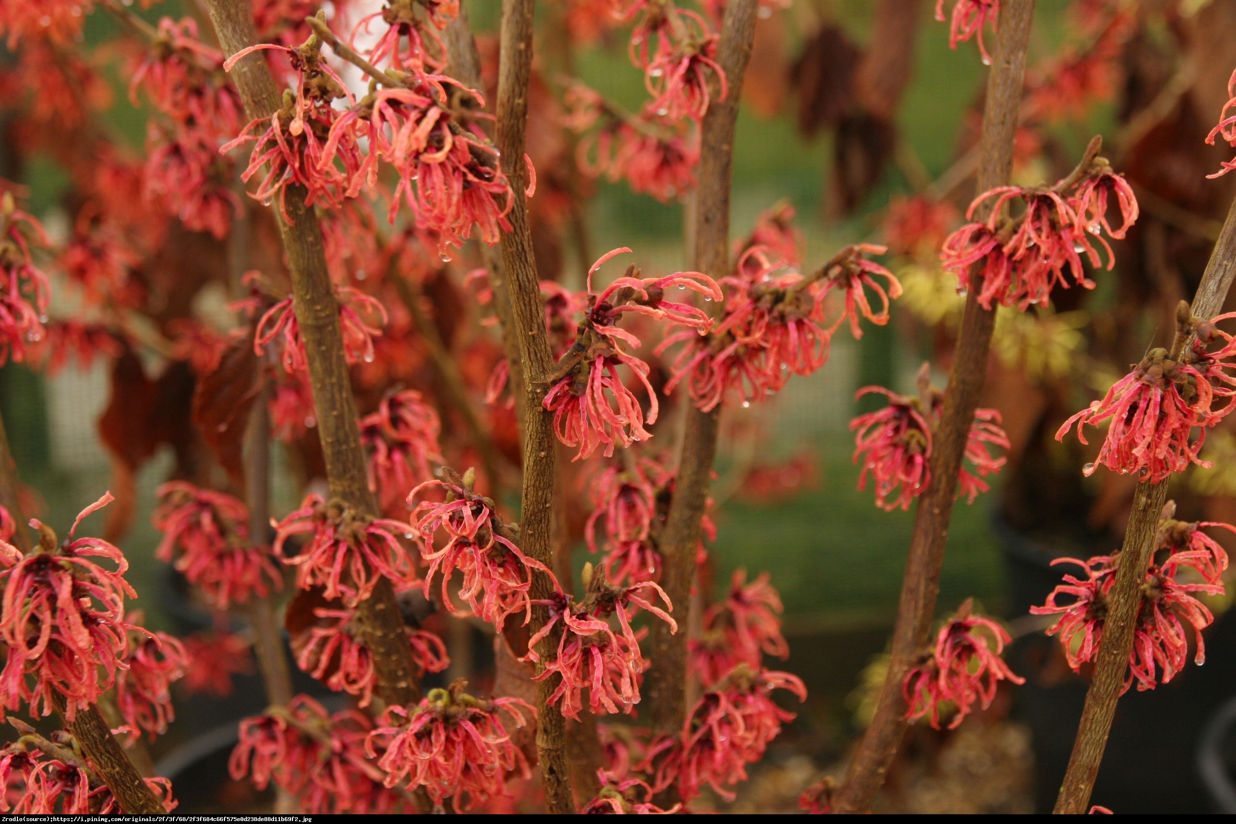 Oczar pośredni Feuerzauber - Hamamelis intermedia Feuerzauber