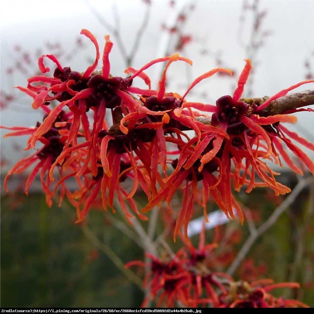 Oczar pośredni Feuerzauber - Hamamelis intermedia Feuerzauber