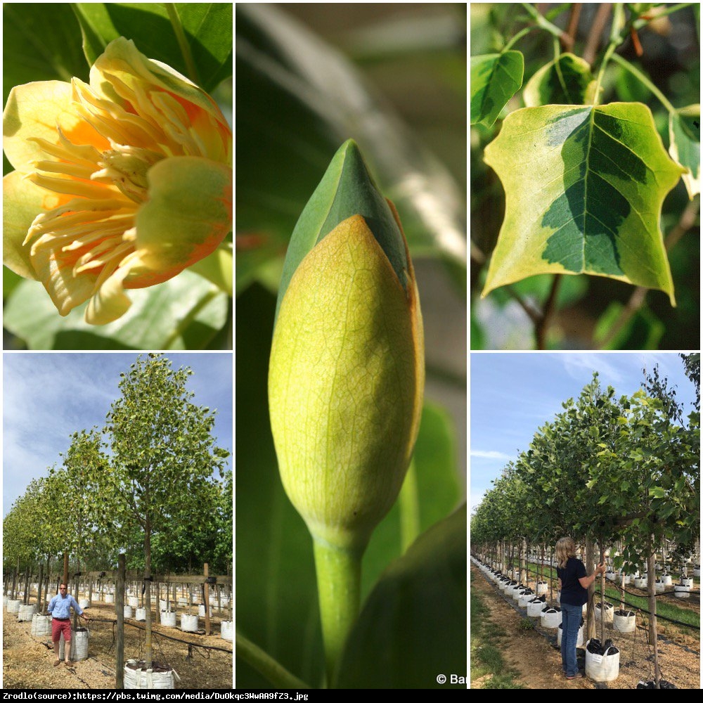 Tulipanowiec amerykański Aureomarginatum - Liriodendron tulipifera Aureomarginatum