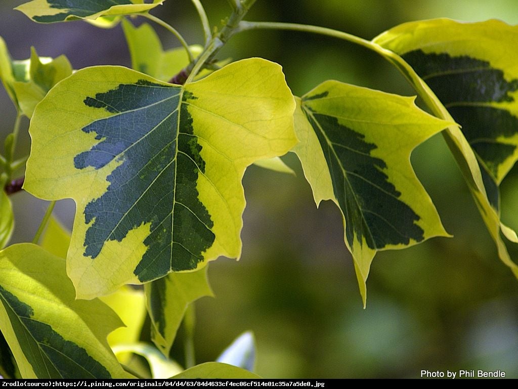 Tulipanowiec amerykański Aureomarginatum - Liriodendron tulipifera Aureomarginatum