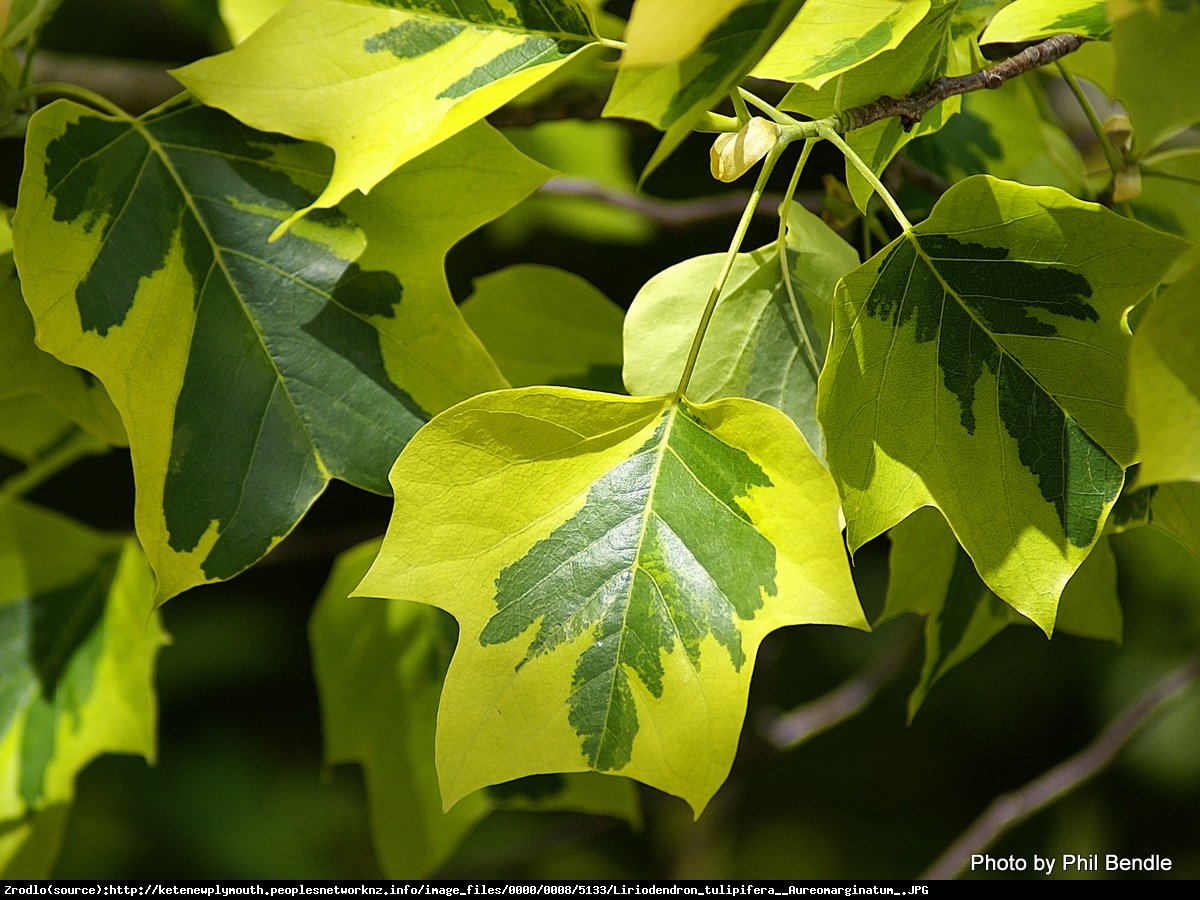 Tulipanowiec amerykański Aureomarginatum - Liriodendron tulipifera Aureomarginatum