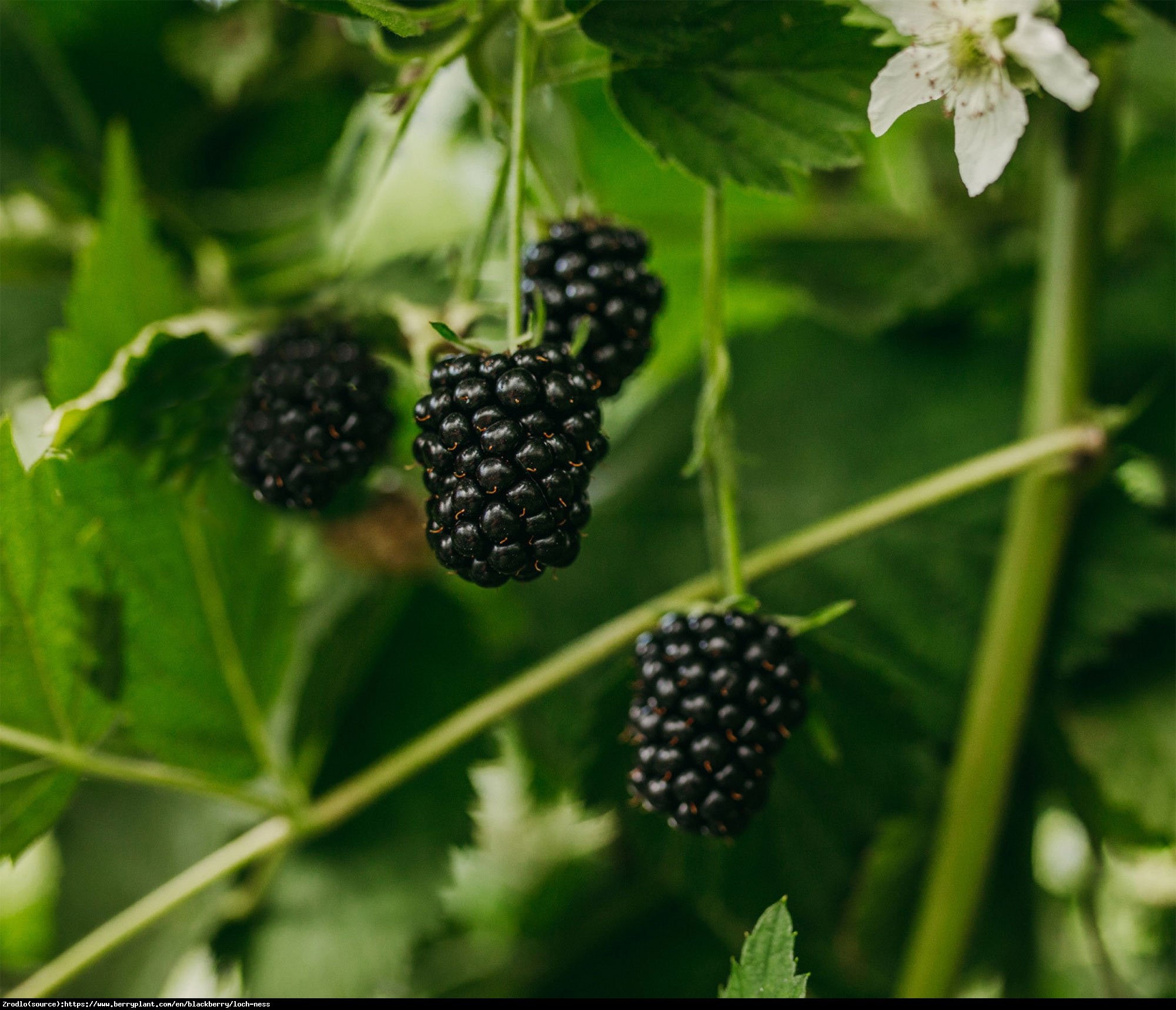 Jeżyna bezkolcowa Loch Ness - Rubus fruticosa Loch Ness