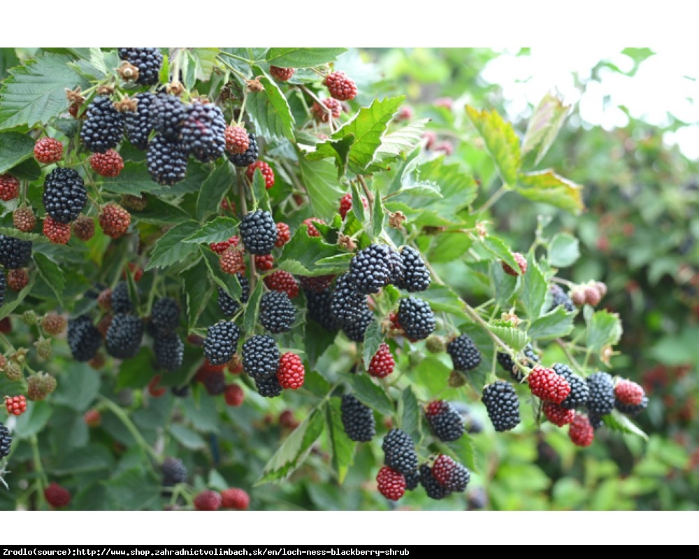 Jeżyna bezkolcowa Loch Ness - Rubus fruticosa Loch Ness