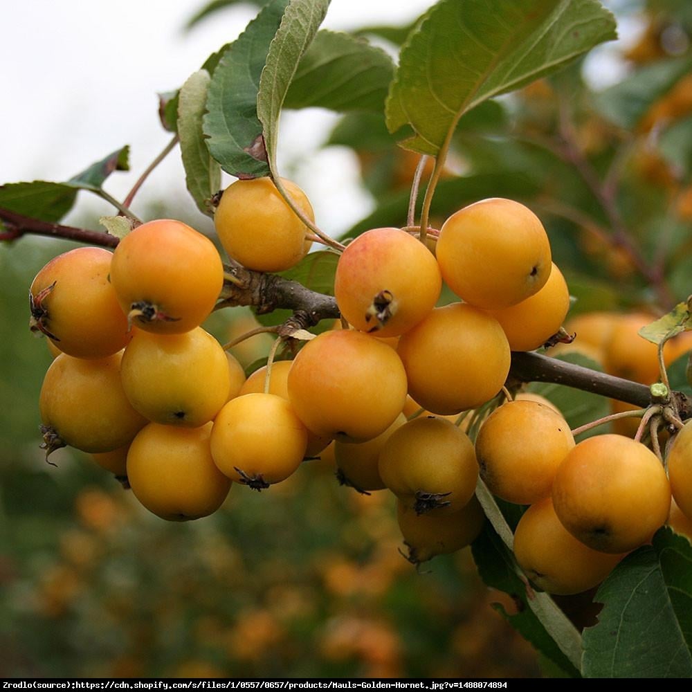 Jabłoń Golden Hornet - Malus Golden Hornet