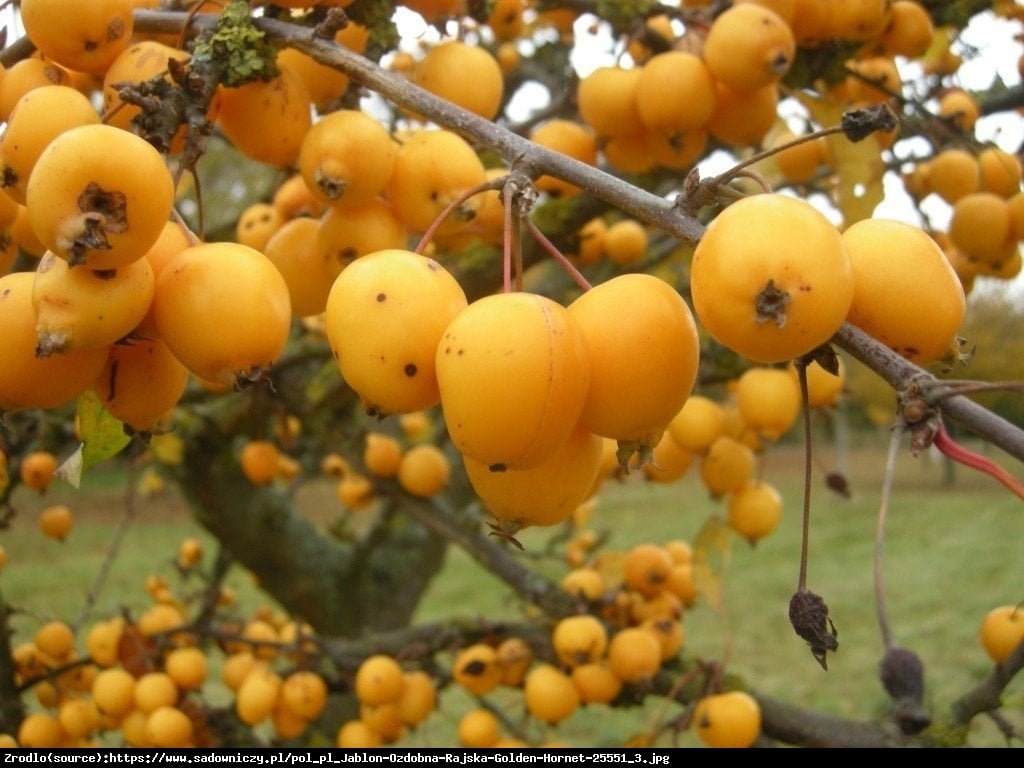 Jabłoń Golden Hornet - Malus Golden Hornet