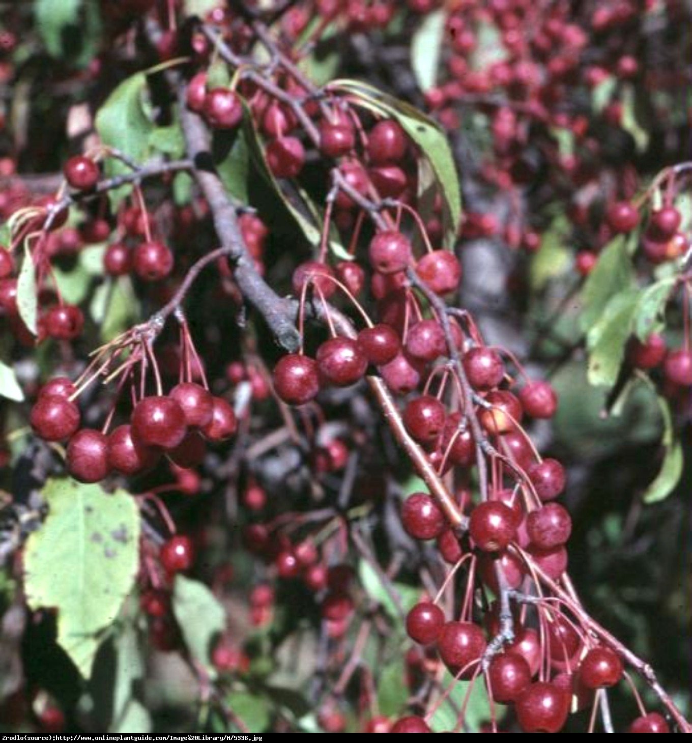 Jabłoń Red Jade - Malus Red Jade